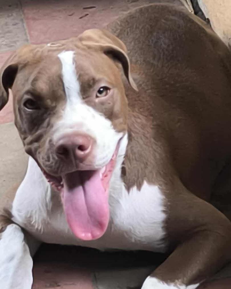 lyssitta's tweet image. #ServicioSocial
SE BUSCA 🚨🚨
#SantaAna

nuestra perrita se nos perdió el día de ayer 4 de agosto y aun no la hemos encontrado  acá en la colonia la Realidad calle a Santa eduvigues  SE DARA RECOMPENSA QUIEN ME LA ENCUENTRE Y ENTREGUE se llama Wanda tiene 6 meses, el número de…