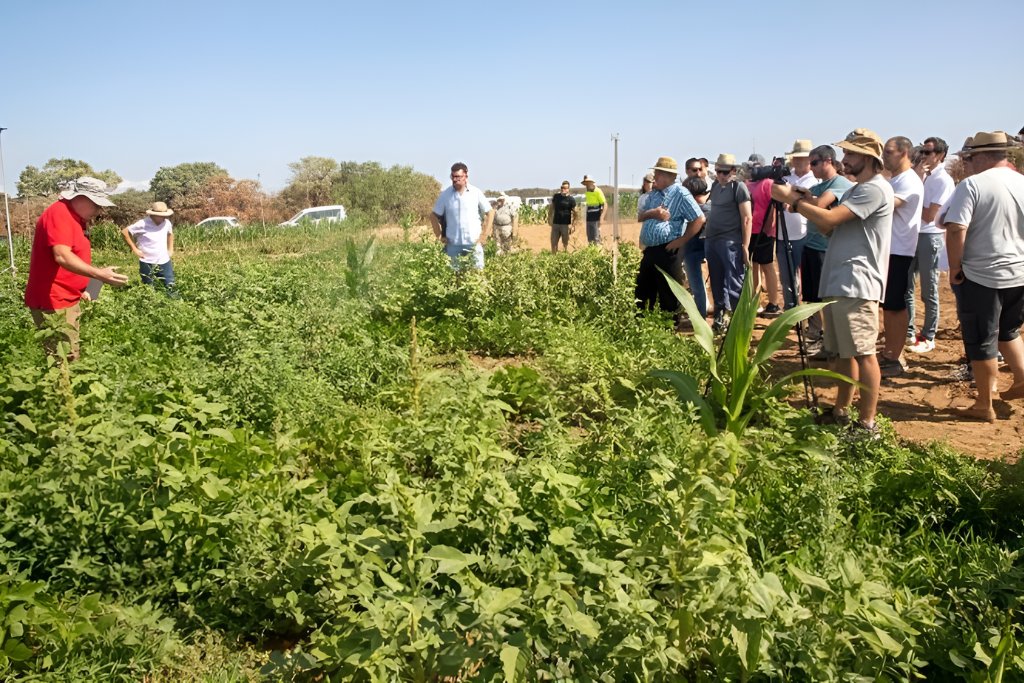 La mongeta seca, una alternativa real al panís en zones de cultiu extensiu del Segarra-Garrigues. El grup operatiu ImNovaBean estudia la viabilitat d’aquest cultiu analitzant varietats.

ℹ️ segre.com/ca/comarques/2…

Font 👉 <a href="/SEGREcom/">SEGRE</a>