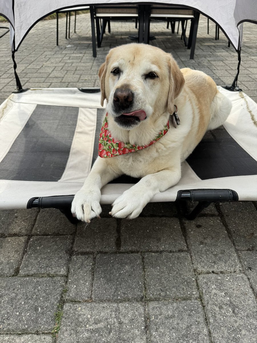 LinandDaisy's tweet photo. Happy ToT friends 😋. Hope everyone has a great day 🥰.
#dogsoftwitter
#dogsofX 
#tongueouttuesday https://t.co/OM1HwzoWEN
