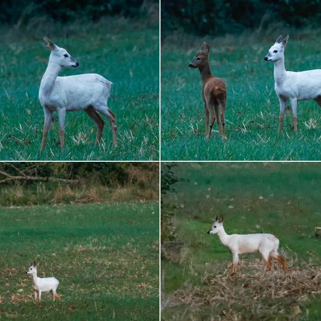 Image de Préfet de la Haute-Marne - Curiosité | Un chevreuil blanc dans le Parc national ?
La nature regorge de curiosités. Au détour d’