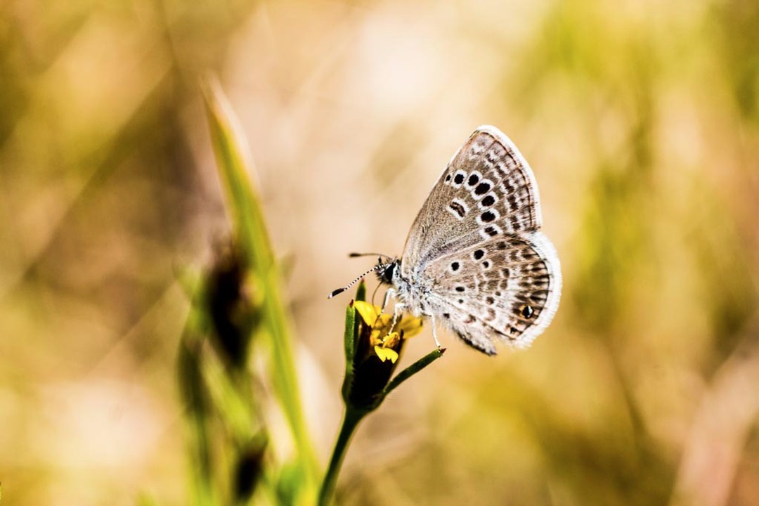 🔍 Asombros miniatura 🔎