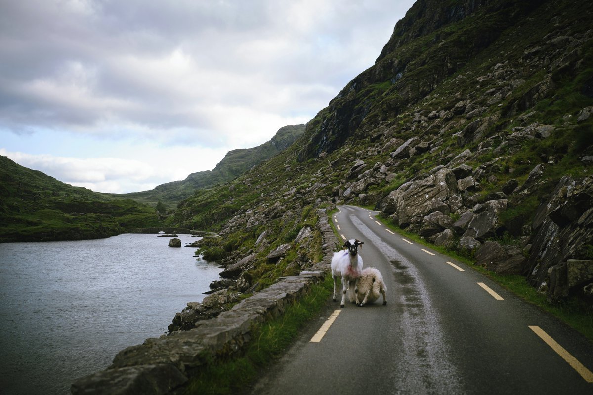 DestinationKillarney (@dkillarney) on Twitter photo Head up the Gap of Dunloe and youโre bound to meet a few of the localsโฆ just donโt expect much small talk. ๐ท
Learn more about one of our favourite parts of Killarney at destinationkillarney.ie
๐ท Photo by Valerie on Unsplash
#GapOfDunloe #KillarneyNationalPark #Lovekillarney Head up the Gap of Dunloe and youโre bound to meet a few of the localsโฆ just donโt expect much small talk. ๐ท
Learn more about one of our favourite parts of Killarney at destinationkillarney.ie
๐ท Photo by Valerie on Unsplash
#GapOfDunloe #KillarneyNationalPark #Lovekillarney