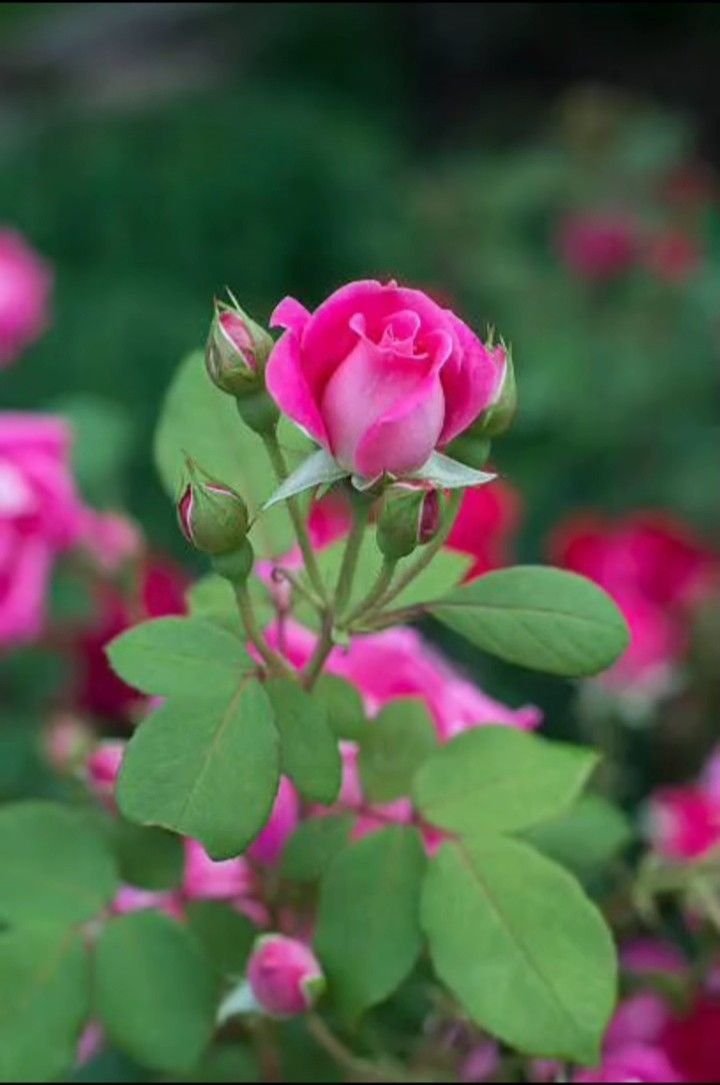 Let nature remind you: you don’t have to bloom all the time.
#Photography #Flowers #Rose #rose