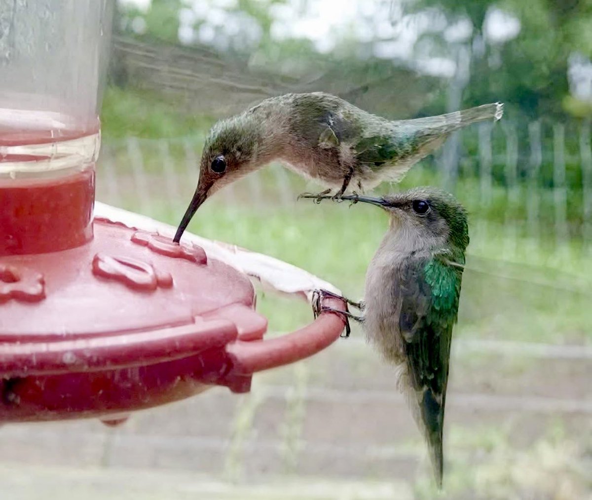 Each day holds a special surprise.
Been MIA because we’re  moving out of LA. 
Excited 2 move closer 2 Shaver Lake where we can visit🌲’s planted by R Hummingbird Warriors. Lived in this house 35 years -but looking forward 2 change. Sending love &amp; cheers to you all.
😘💚🙏🏼💚🌲💚