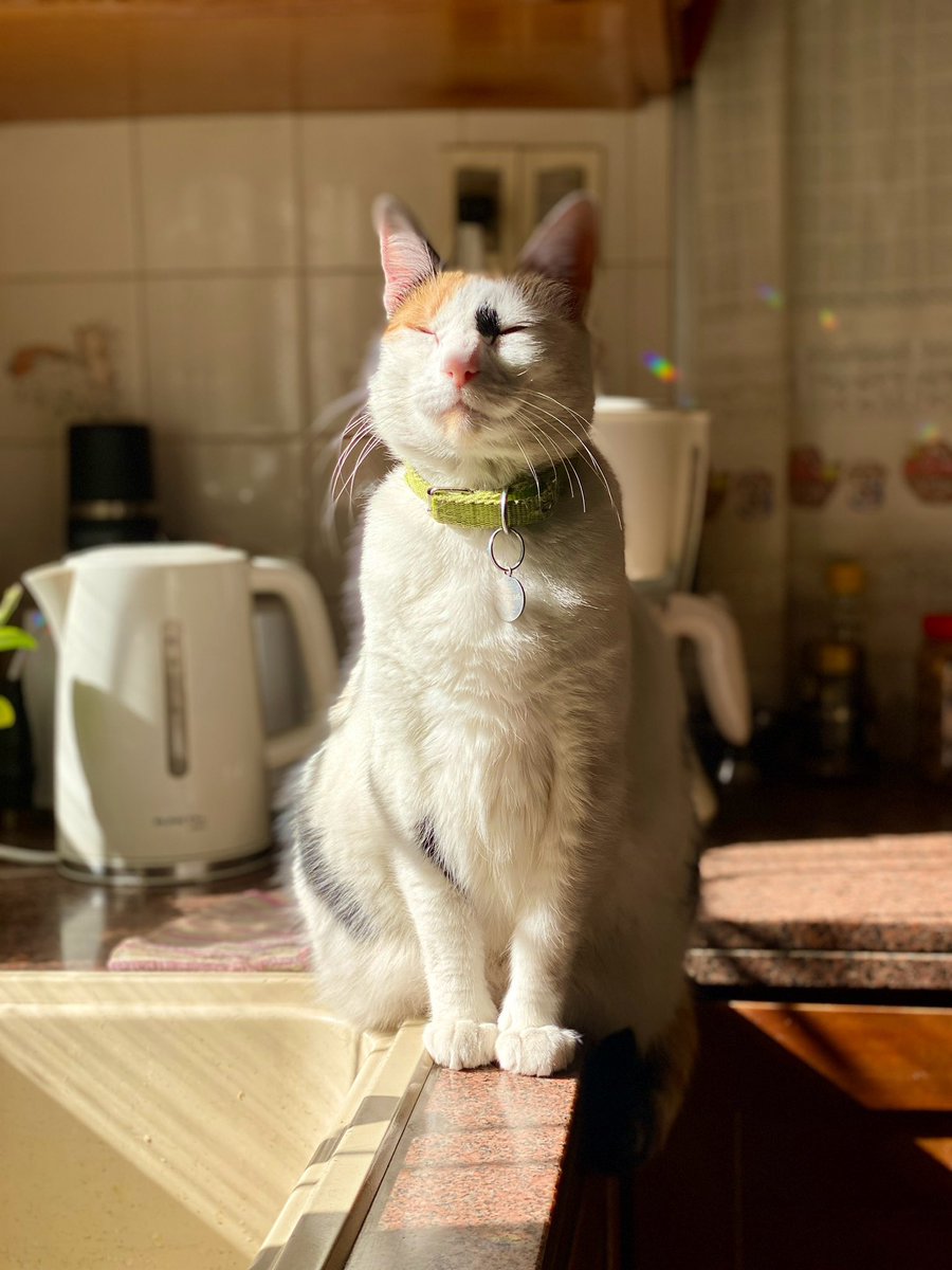 NO EXISTE COSA MÁS LINDA QUE LOS GATITOS