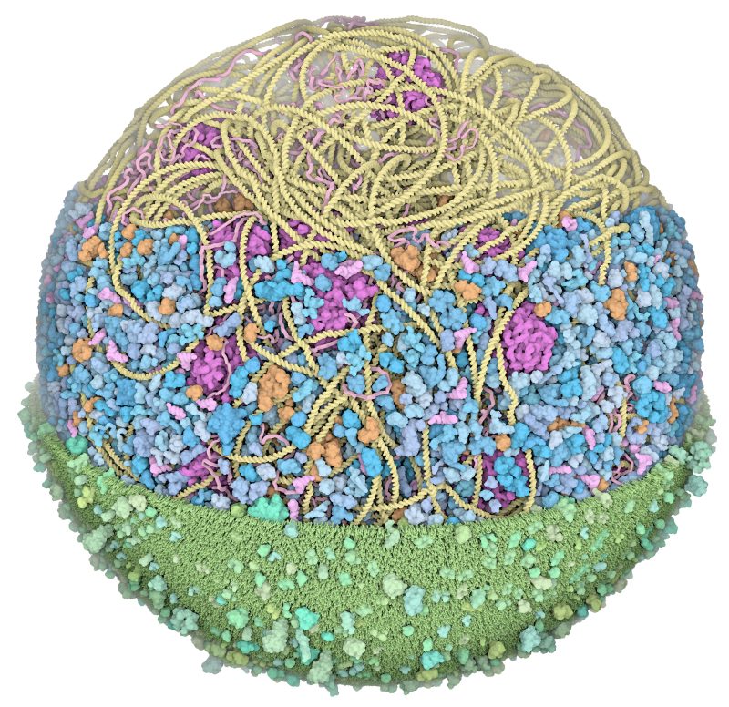 AsimovPress's tweet photo. Cells are fast, frenzied places.

They possess enzymes that perform millions of chemical reactions each second.

Protein ‘motors’ make energy-storing molecules by spinning around thousands of times a minute.

Sugar molecules fly by at 250 miles per hour, nearly double the speed of a Cessna 172 airplane at cruising speed.

Every protein in the cell is hit by 10 trillion water molecules each second.

Upon first hearing these numbers, one would be forgiven for thinking they are entirely made up. After all, how is it even possible to measure such speeds?

Well, we explain how *some* of these numbers were experimentally-determined in this article from the archives: FAST BIOLOGY.