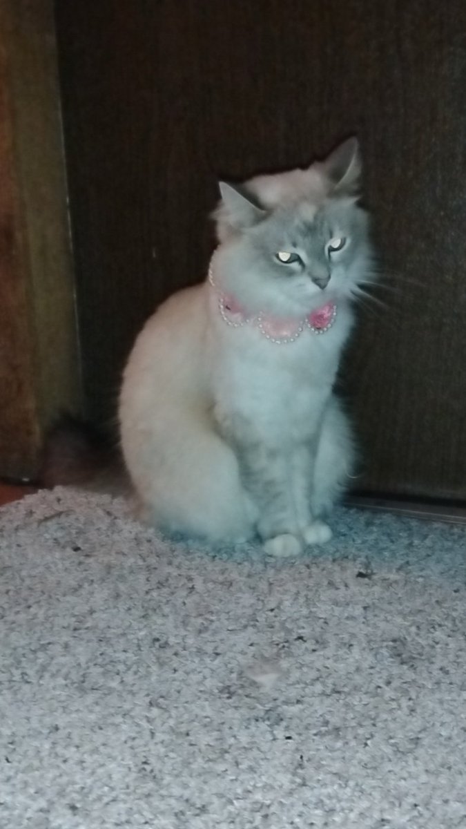 The look you give when free speech is taken away. X all day! 🩷❤️🩷❤️🩷❤️🩷❤️🐈‍⬛