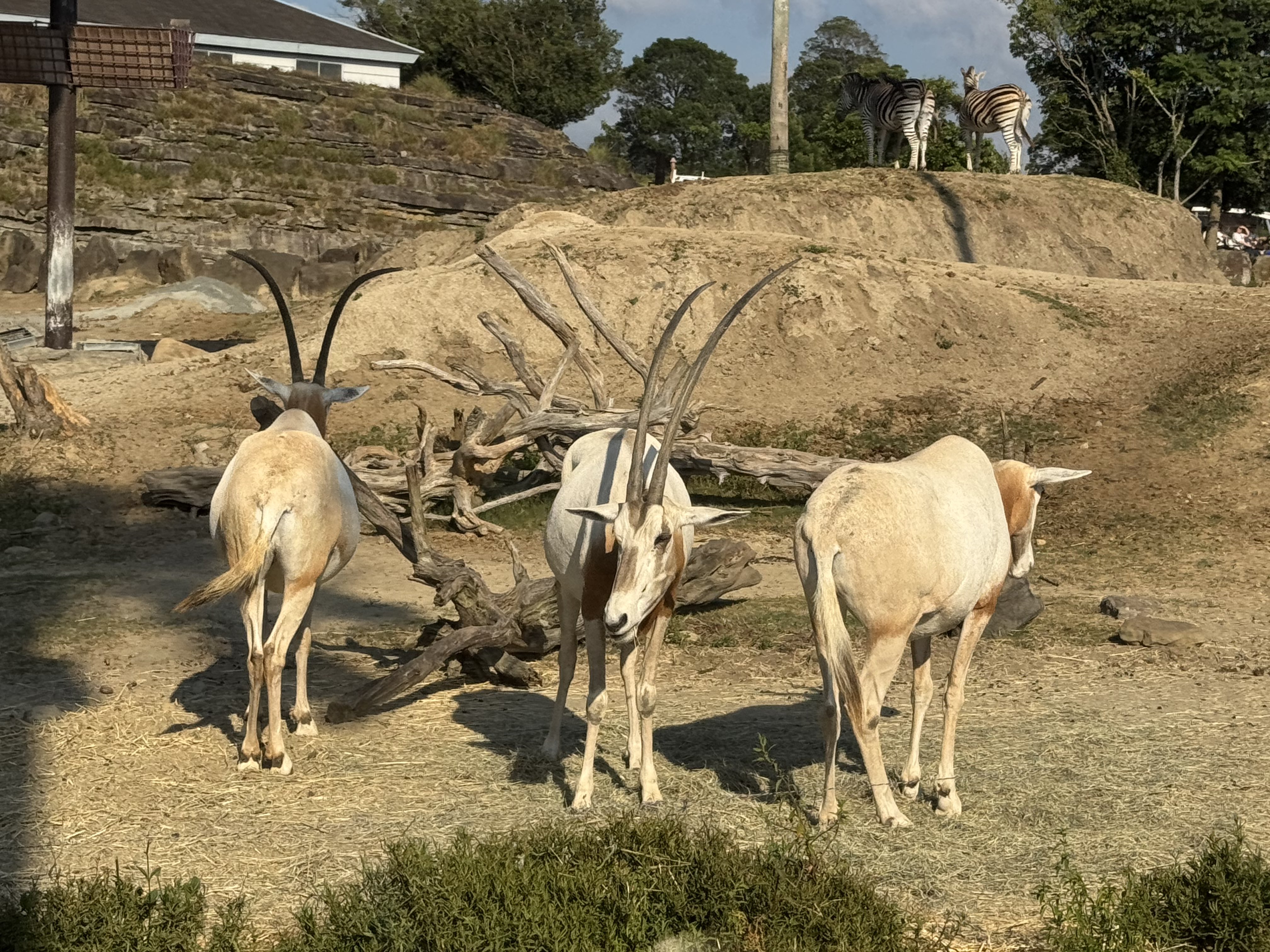 動物たちの地球 号数54-56 動物たちの地球 号数54-56 動物たちの地球 - メルカリ