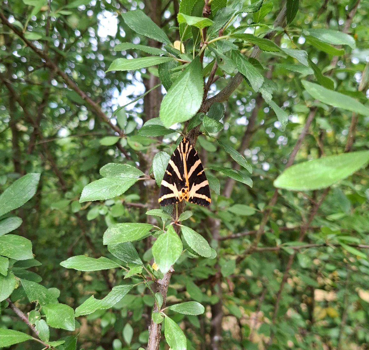 🐯 Tigers at Wilderness Foundation UK? Almost!

We've spotted stunning Jersey Tiger moths at our Chelmsford allotment &amp; Chatham Green HQ 🦋

These beauties are diurnal &amp; love wild corners, like areas with nettles! 🌿

#WildernessUK #Biodiversity