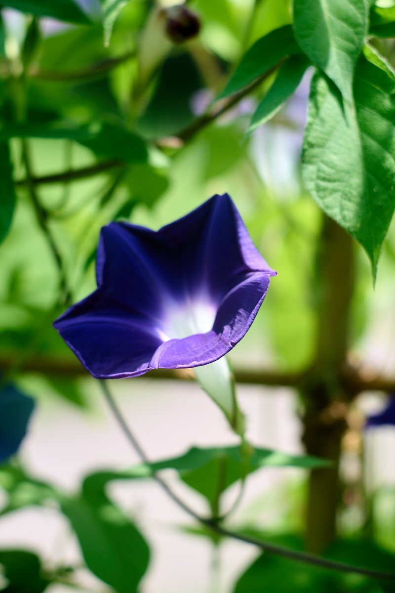 tsurane's tweet photo. 朝顔
SONY α7II
meopta Tele-Mirar 135mm f4.5
#朝顔 #アサガオ #morningglory
#a7ii #sonya7ii #sonyalpha
#meopta #メオプタ #telemirar #telemirar135
#オールドレンズ #oldlens #vintagelens
#NoWar https://t.co/5LyM7htFhp