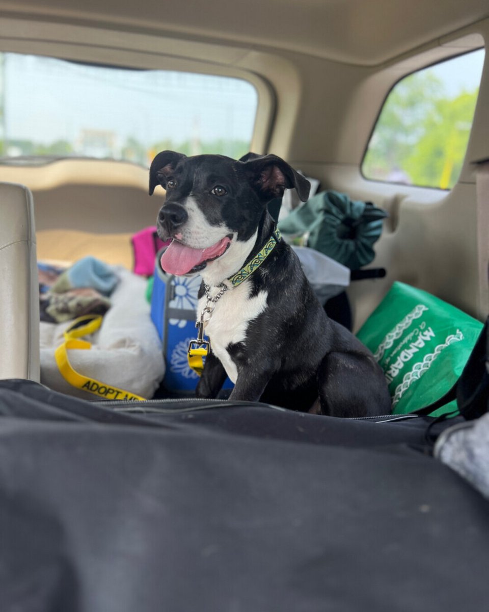 MJ went out for an adventure! You can meet this 3 month old bulldog at our Niagara Falls shelter.
Inquiries: shelternf@niagaraspca.com
Phone: 905-735-1552 x 1