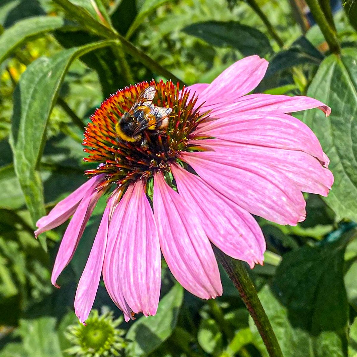 real_natures's tweet photo. What a beautiful flowers #nature #NaturePhotography #NatureBeauty #naturelover #NaturalDisaster #realnatures #riyadh #bb27 #paobc #WilliamEst #LoveIslandUK https://t.co/6xKtEkSrz5