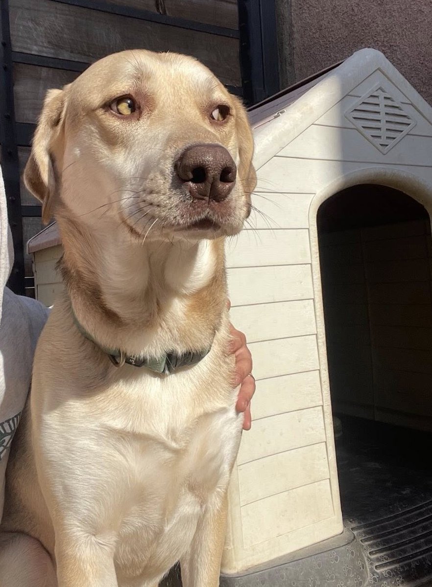 "Mi Marley se extravió el sábado en la madrugada en Recreo, Viña del mar. Es muy tímido. Anda con collar azul, está castrado y tiene microchip. Si alguien lo ve, por favor retenerlo y comunicarse al +56971433023." Favor RT!
#VinadelMar