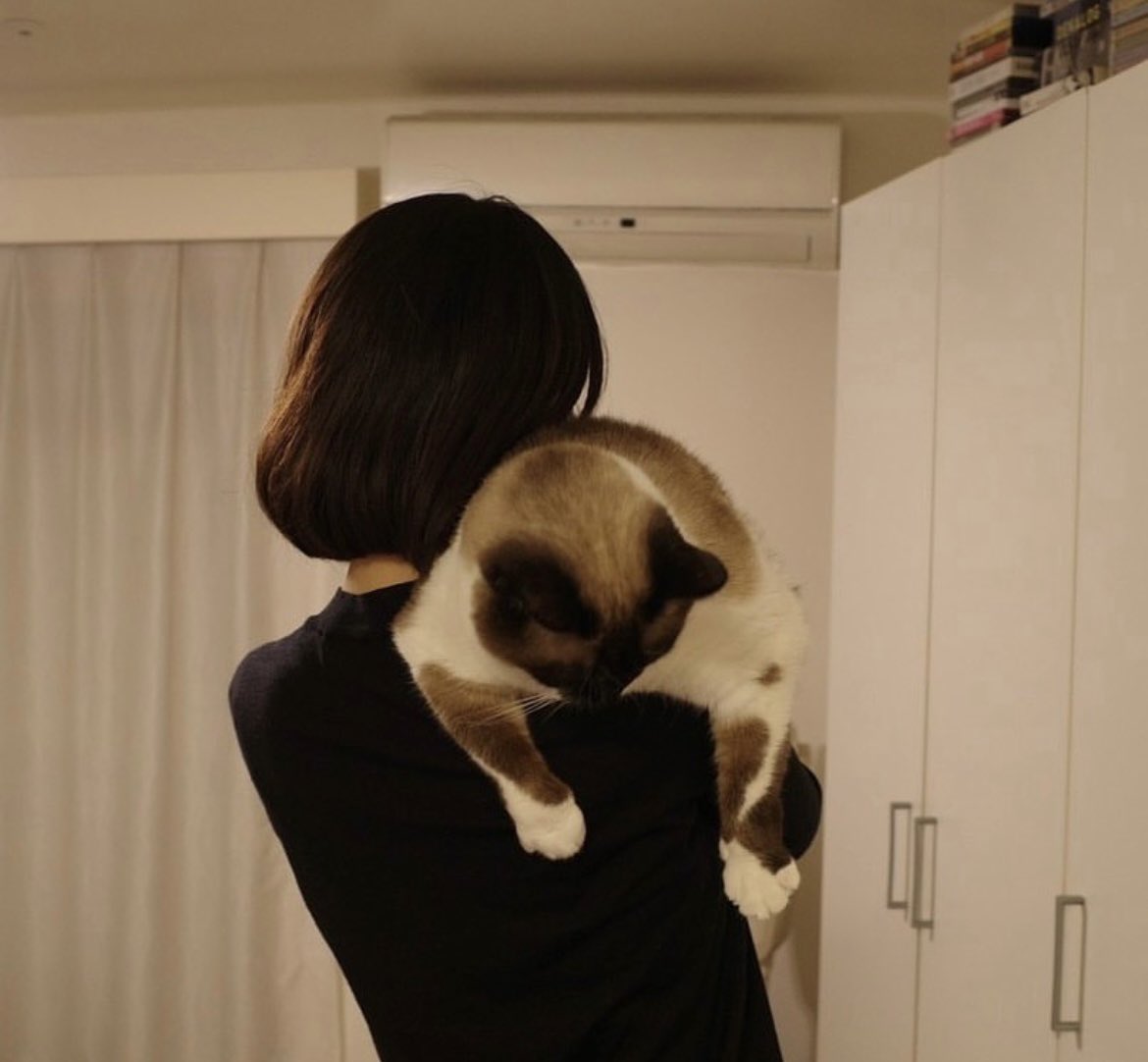 silonica's tweet image. 猫が拡散されたのでわたしの上にいる際のありえんサイズ感も知ってください でっかい