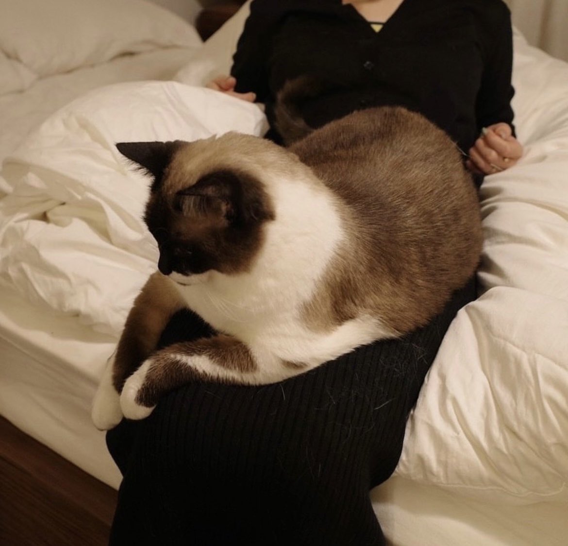 silonica's tweet image. 猫が拡散されたのでわたしの上にいる際のありえんサイズ感も知ってください でっかい