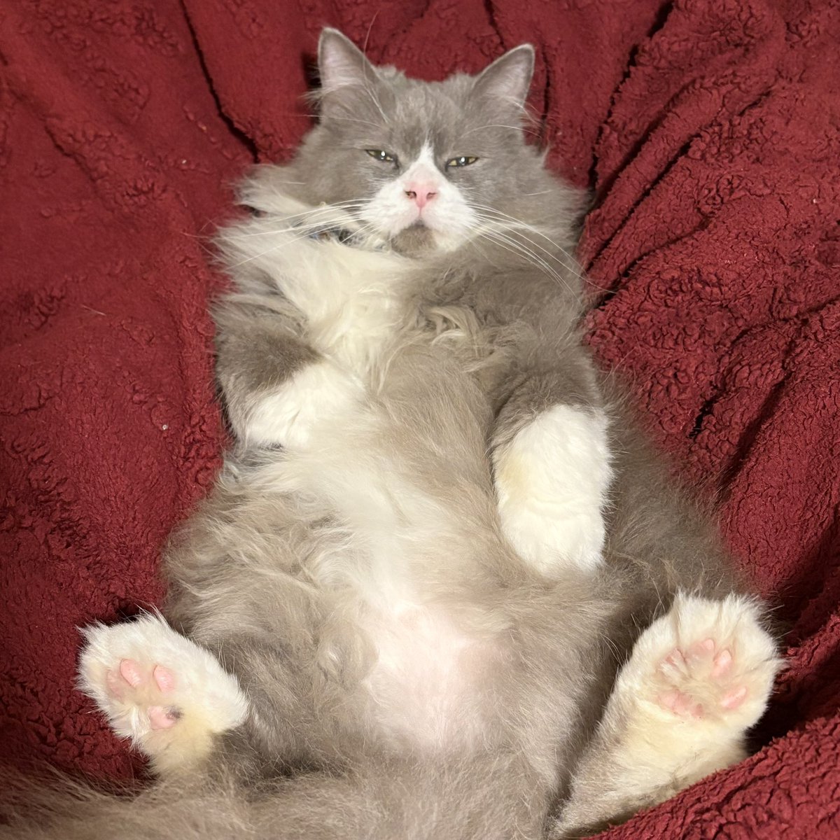 What I draw vs the muse himself 😾