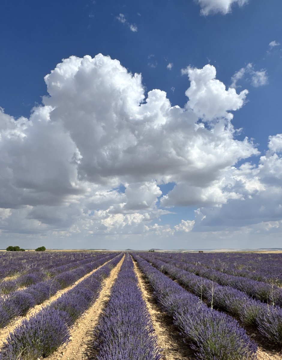DanielGonzaloDG's tweet photo. A Castilla le sienta bien la lavanda 💜 https://t.co/5nqRlwhIl9