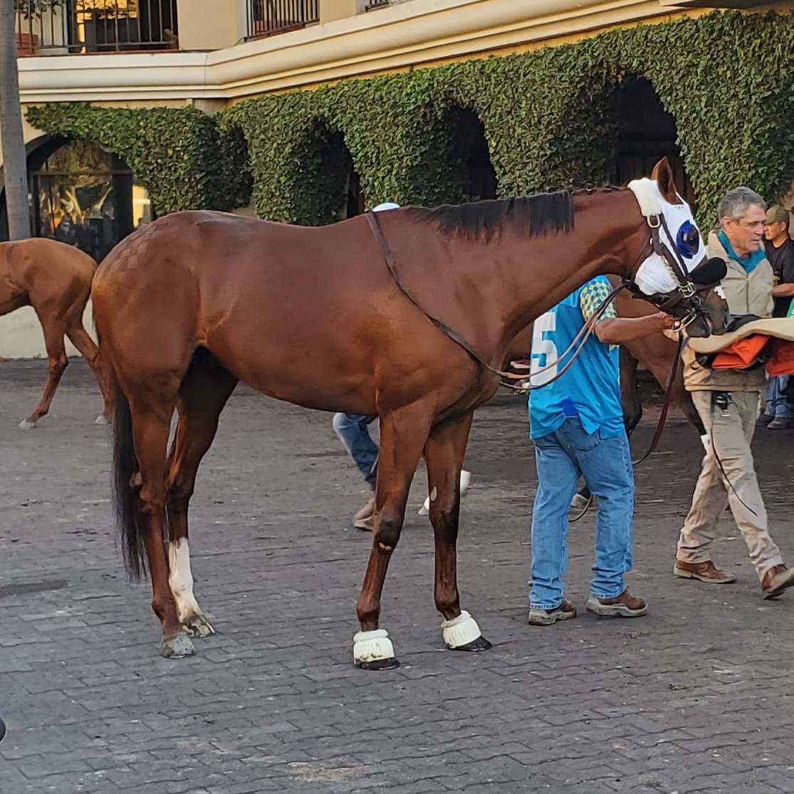 sdhorserace's tweet image. King of Gosford worked 4-furlongs in 50.4 on the turf at @DelMarRacing Sunday for trainer @PhilDamato11. 9/17. The G1 Shoemaker Mile winner is being pointed to the G2 Del Mar Mile August 30th

📸 @jpcharvat