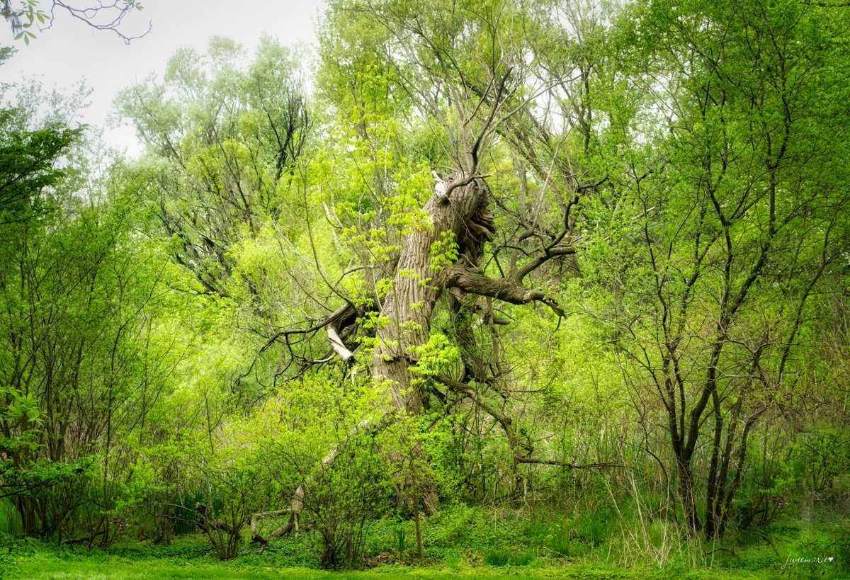 Happy #ThickTrunkTuesday
#photography #photographyisart #photographylovers #scenic #naturephotography