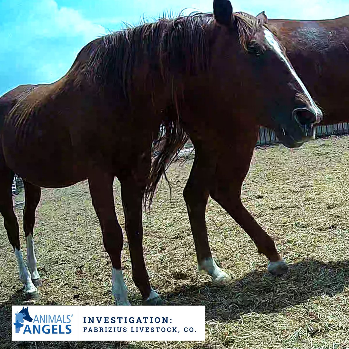 Animals Angels tweet media