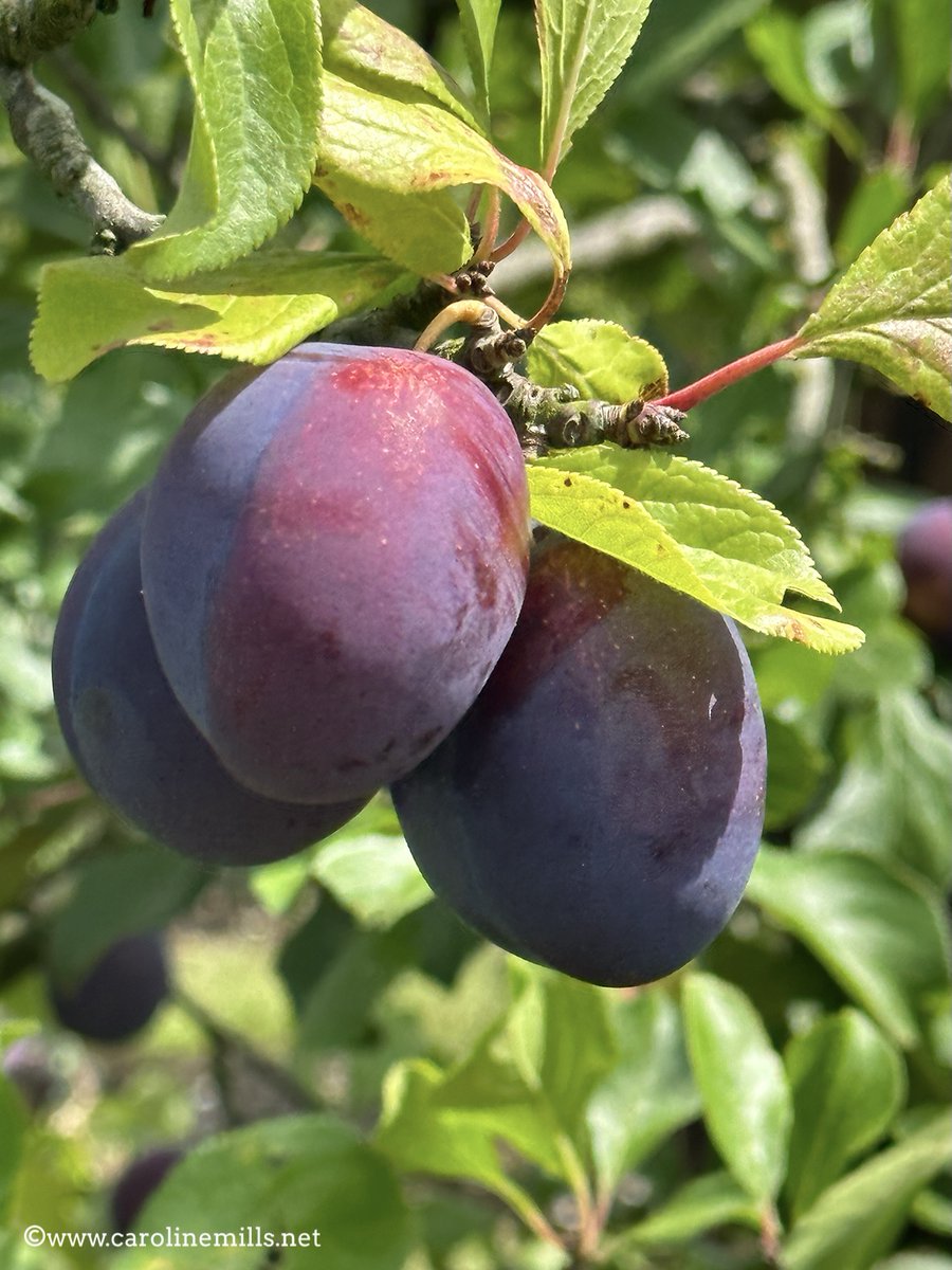 Fabulous day spent in #Kent at Brogdale Collections, home of the National Fruit Collection. On a guided tour with an expert agronomist to see the research #orchards (the only way to see them), &amp; let loose in the heritage orchards for PYO plums from hundreds of varieties. Heaven.
