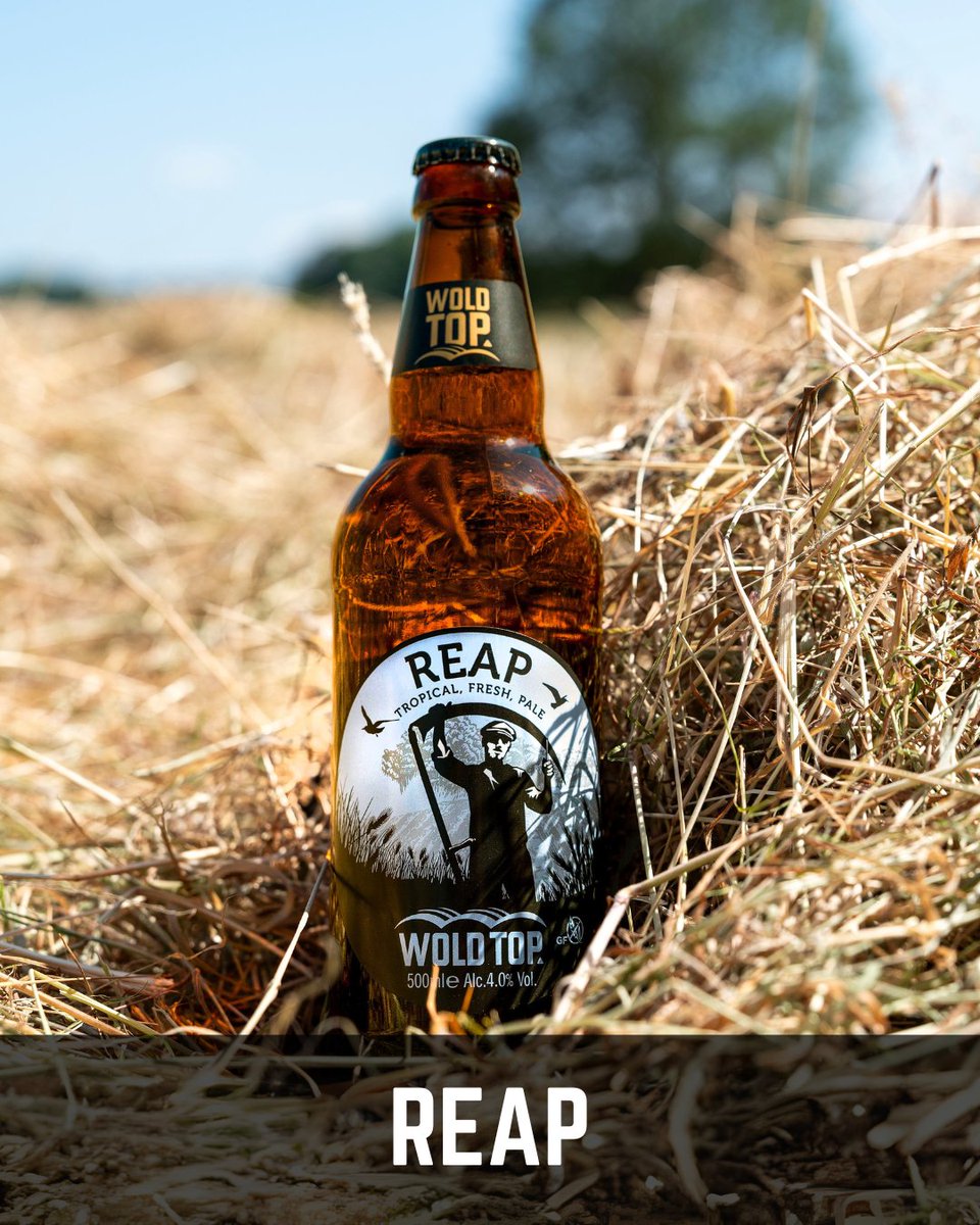 Say hello (again) to Reap—a golden ale with zesty lime &amp; mango. Perfect for harvest sipping under wide summer skies. 🌾 4.0% ABV | 500ml | Gluten Free &amp; Vegan Friendly. No. 8 in our 2025 Returning Favourites! 👉 bit.ly/BuyWTOnline #WoldTopReap #GoldenAle #WoldTopBrewery