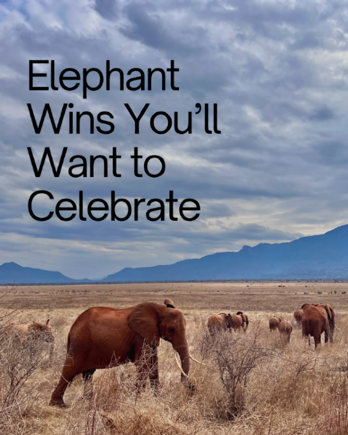 wrldelephantday's tweet photo. A week from today is #WorldElephantDay 🐘🌍

Need a reason to feel hopeful? Check out these 3 inspiring elephant wins!

#ConservationWorks so let’s keep going! 

🩷 Donate today: https://t.co/sBKunqQ0jK
📸 Patricia Sims
#MatriarchsAndMemories #ElephantLove https://t.co/a095lWyada