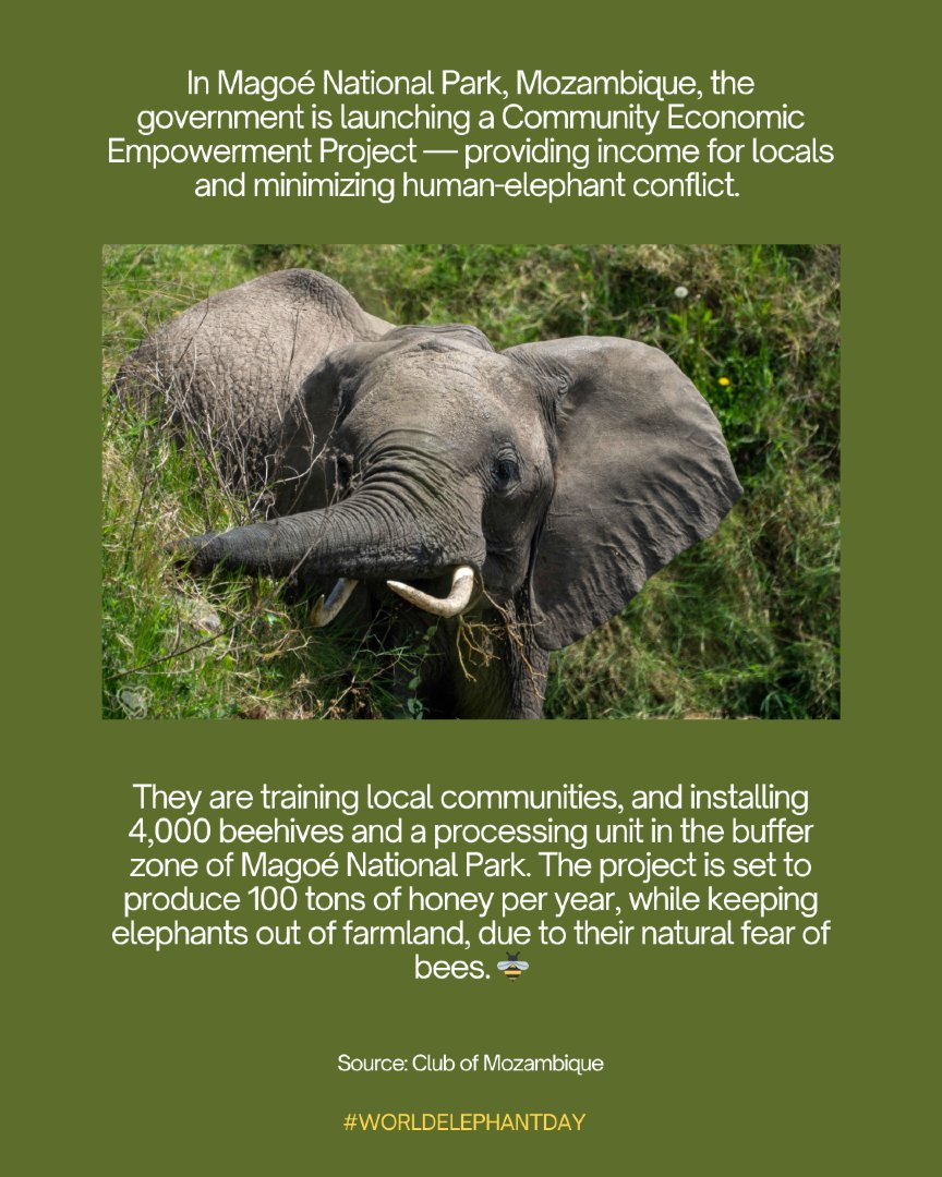 A week from today is #WorldElephantDay 🐘🌍

Need a reason to feel hopeful? Check out these 3 inspiring elephant wins!

#ConservationWorks so let’s keep going! 

🩷 Donate today: givebutter.com/WED2025
📸 Patricia Sims
#MatriarchsAndMemories #ElephantLove