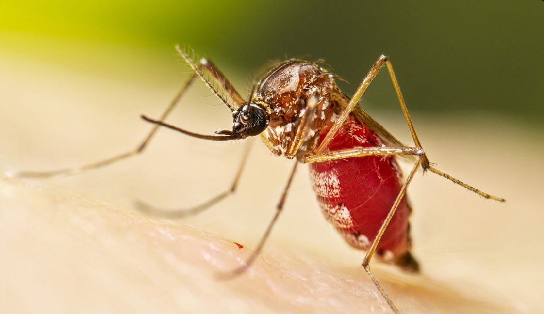BRICSinfo's tweet photo. JUST IN: 🇨🇳 China is experiencing a chikungunya virus outbreak, a mosquito-borne illness, with 7,000 reported cases. https://t.co/EQFSdJS7HS