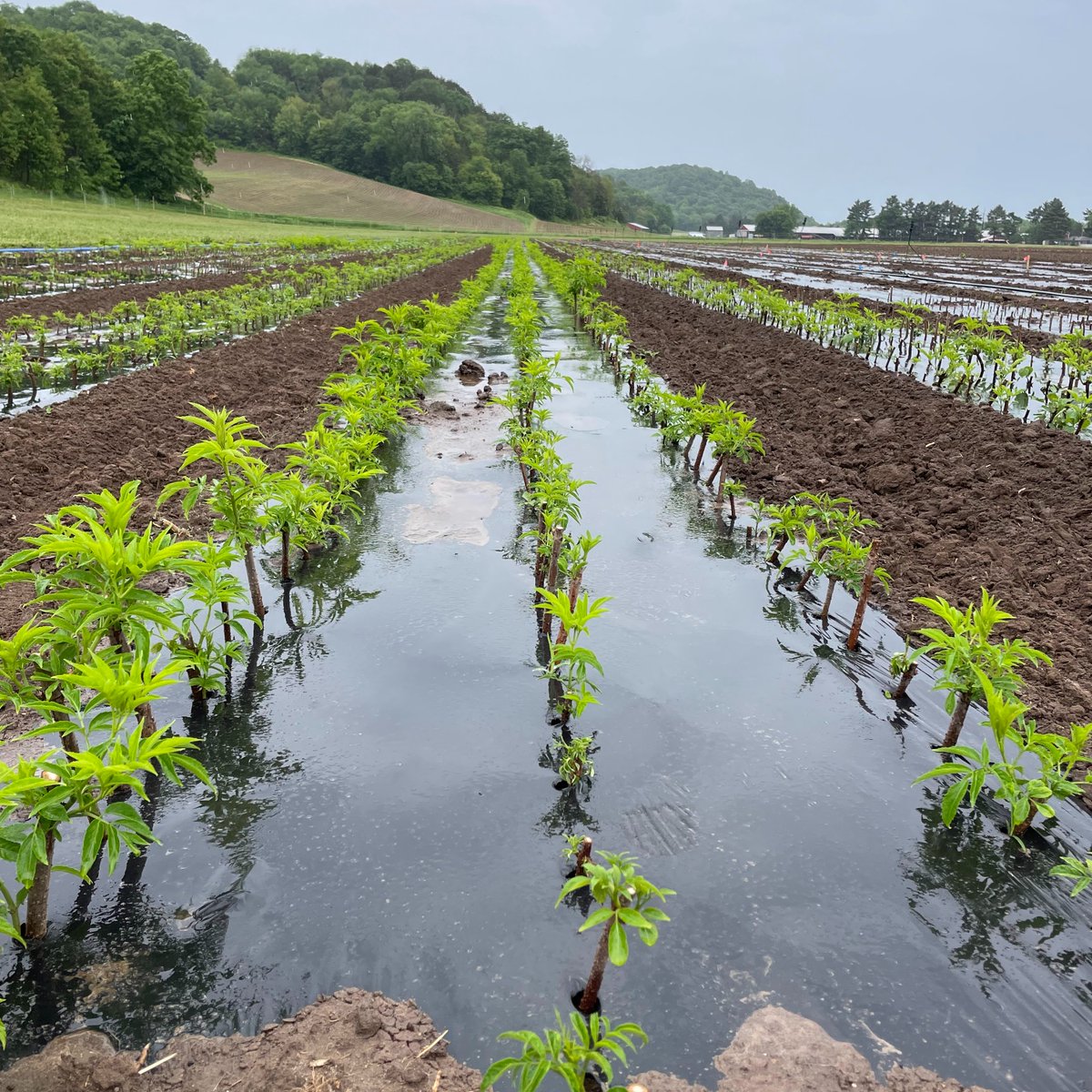 Mulch encompasses anything laid onto the soil to protect and insulate it. Mulch can be many different materials such as plastic, wood chips, straw, landscape fabric, hay, and so on. The benefits of mulch include 💧 moisture retention, 🌱 weed seed germination suppression, and 🧥