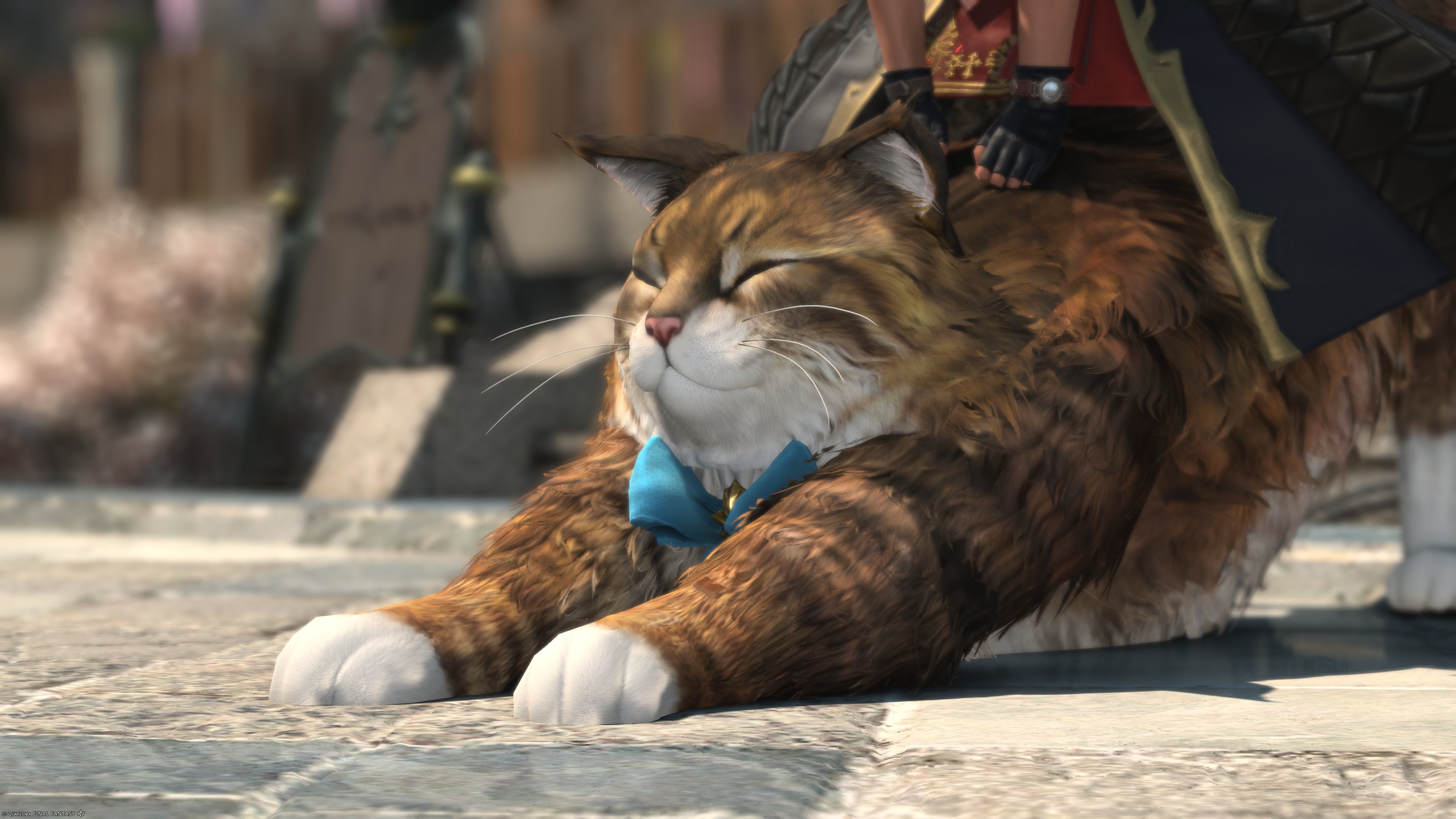 ねこ ひろ🍵🍉(SDK)😸🐈 on X: 