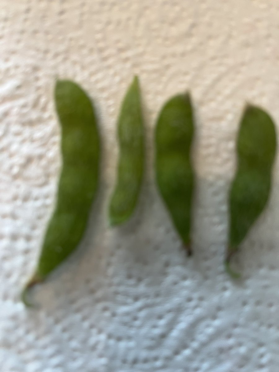 ChuckGrassley's tweet image. Last report I showed pictures of plant blossoms. Blossoms lead to pods We r getting good rains. So I expect each pod will hv 3 beans #soybeanwatch 6 more weeks to maturity