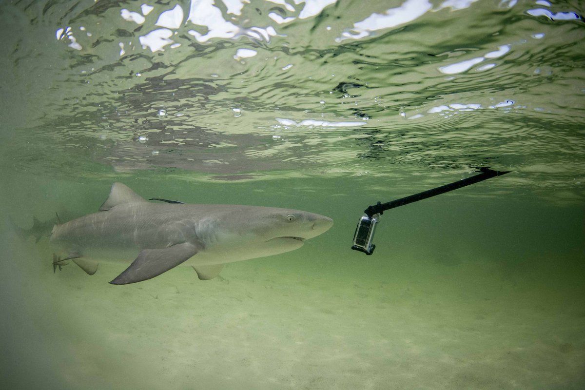 Sharks have more senses than us and one of those senses is electroreception. This sense is used to pick up the electrical currents given off by living organisms or in this case a camera 😆

Do you know approximately at what distance this electroreception is used?
A. 50cm
B. 1m
C.