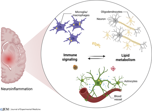 Rockefeller U. Press (@rockupress) on Twitter photo New in <a href="/JExpMed/">Journal of Experimental Medicine</a>: <a href="/vinitiwari1/">Vini Tiwari, PhD</a> & Mikael Simons review the relationship between lipid #metabolism & CNS #inflammation & how disruptions in this interplay contribute to neurological disorders hubs.la/Q03BkGPK0
#Neuroinflammation New in <a href="/JExpMed/">Journal of Experimental Medicine</a>: <a href="/vinitiwari1/">Vini Tiwari, PhD</a> & Mikael Simons review the relationship between lipid #metabolism & CNS #inflammation & how disruptions in this interplay contribute to neurological disorders hubs.la/Q03BkGPK0
#Neuroinflammation