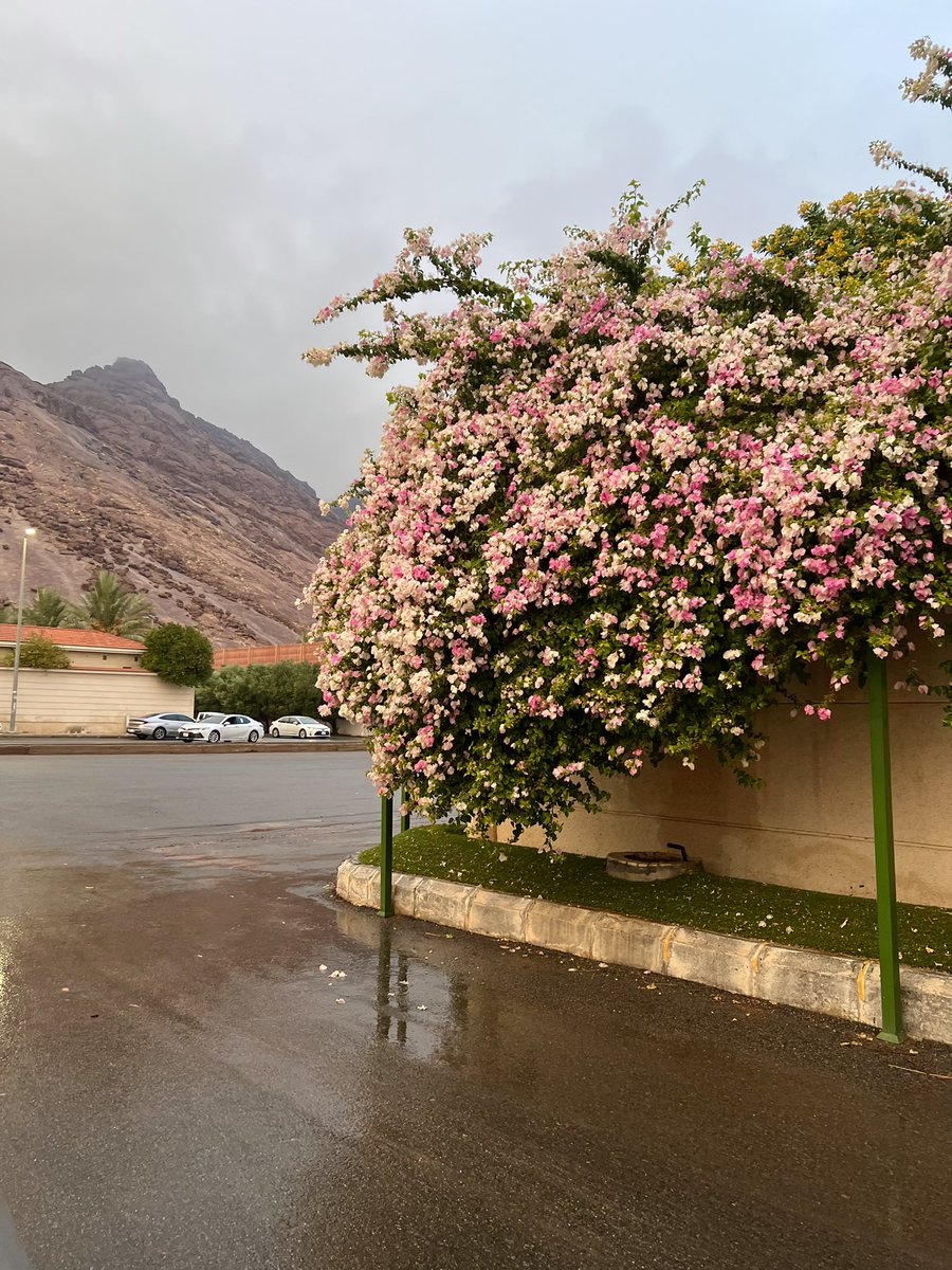 abdduidti's tweet photo. الثلاثاء بأربع صور .. https://t.co/trEiFT1XcX