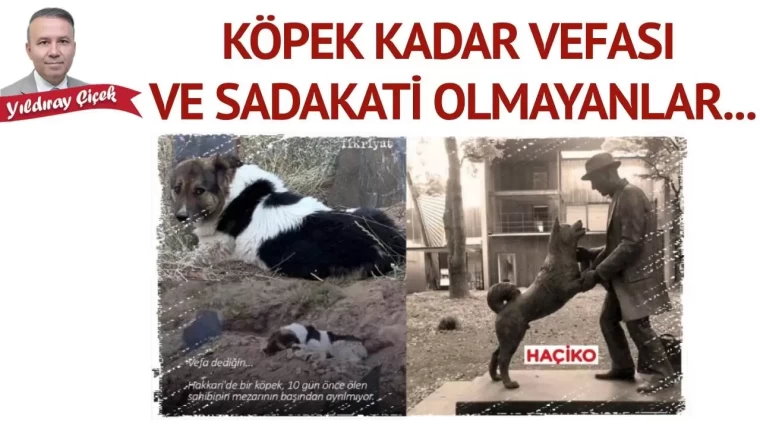 KÖPEK KADAR VEFASI VE SADAKATİ OLMAYANLAR…

Vefa ve sadakat, günümüzde ne kadar da çok aranan hasletler ve erdemler haline geldi, değil mi?

Geçtiğimiz günlerde, sosyal medyada bu değerlerin ne denli önemli olduğunu hatırlatan dikkat çekici ve duygusal bir habere rastladım: