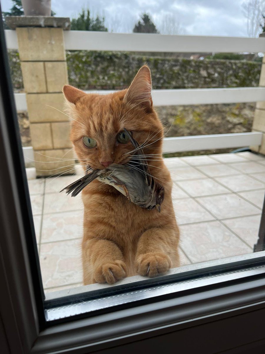 06_693's tweet photo. @therealbuni Mi gata es la proveedora de la carnicería. https://t.co/8L3vjkV2ot