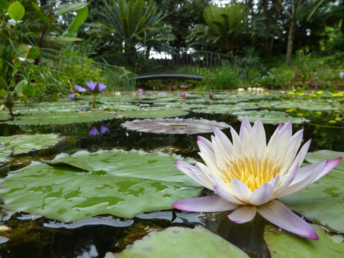 UPTuks's tweet image. UP’s Monet-inspired lily pond is more than a peaceful campus spot - it’s a living museum. Home to rare lilies, fish, and frogs, it supports #SDG3, #SDG14 &amp;amp; #SDG15. A legacy of bold thinking, rebuilt for sustainability: ow.ly/ro2V50WAc5G

 #UniversityOfPretoria