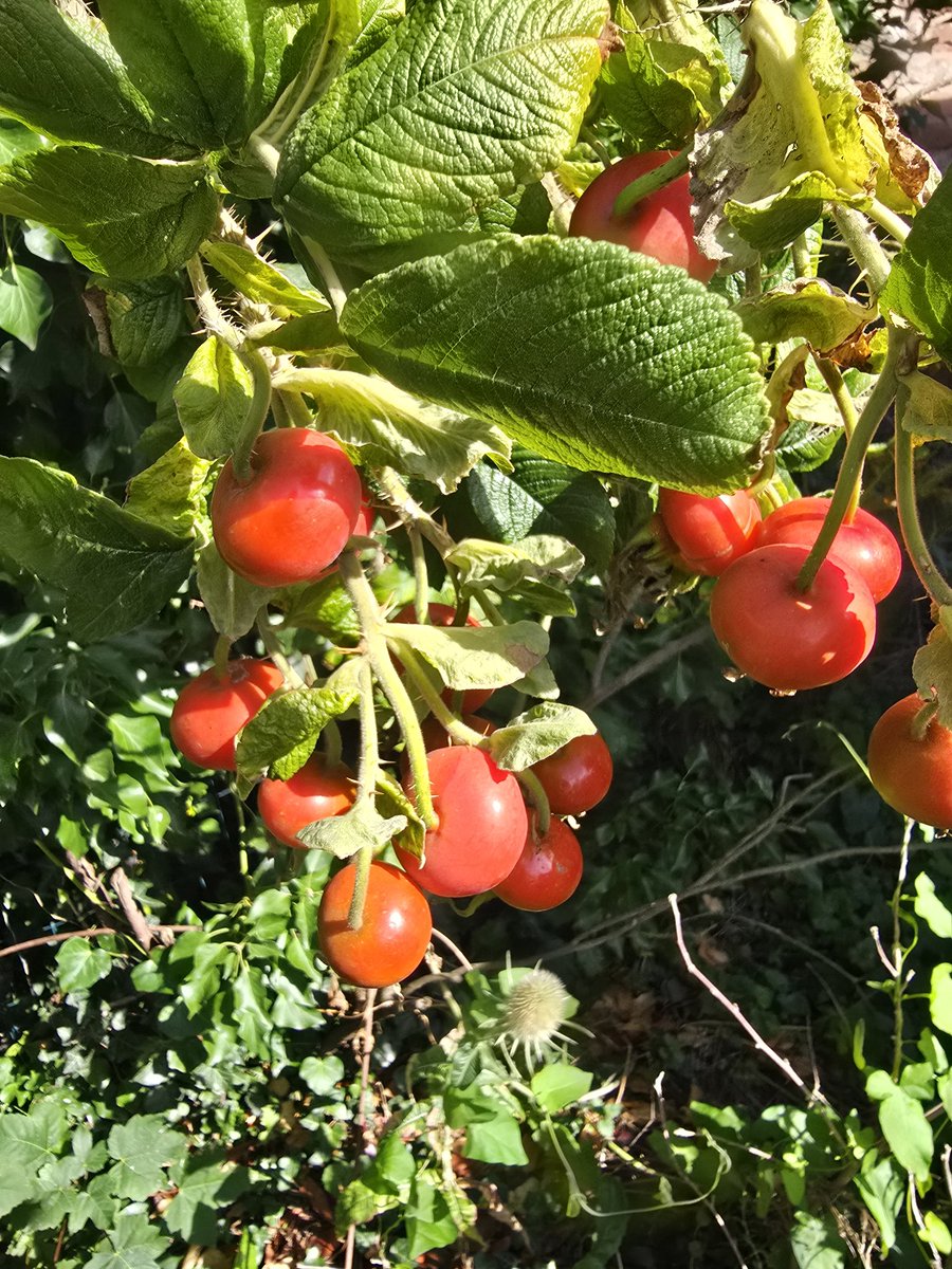 #WeDoGrass Ian (@lawnmasternotts) on Twitter photo Day 1132 of #IansDailyPhotoChallenge and no these aren't tomatoes, but a lovely 'crop' of ripening rosa rugosa hips
These will be devoured by our seed eating birds at some point
#365DaysWild <a href="/Nottswildlife/">Nottinghamshire Wildlife Trust</a> <a href="/WildlifeTrusts/">The Wildlife Trusts</a> Day 1132 of #IansDailyPhotoChallenge and no these aren't tomatoes, but a lovely 'crop' of ripening rosa rugosa hips
These will be devoured by our seed eating birds at some point
#365DaysWild <a href="/Nottswildlife/">Nottinghamshire Wildlife Trust</a> <a href="/WildlifeTrusts/">The Wildlife Trusts</a>