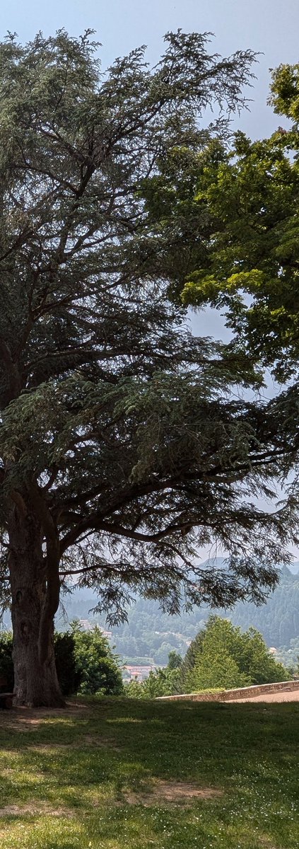 A mighty Cedar overlooking the Éyrieux valley...
#ThickTrunkThursday #verto
#NaturePhotography
🌳