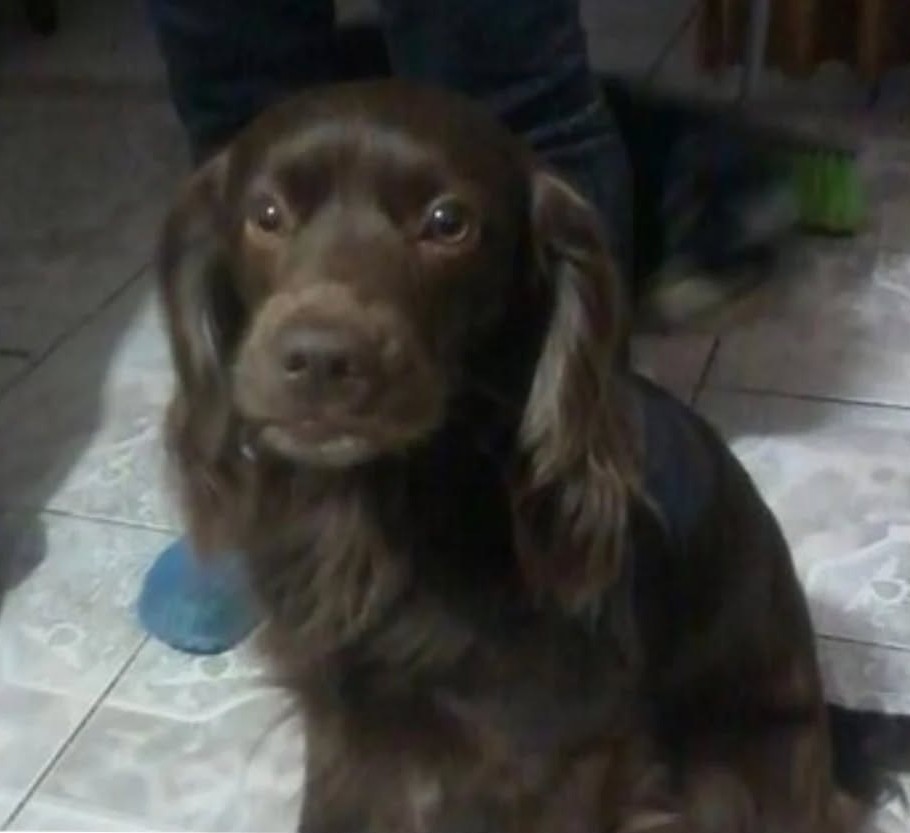 Urgente! Dandy, cieguito y sordo, se extravió en el sector de Población Lautaro en Antofagasta. Si alguien lo ve, por favor retener y comunicarse al +56993758159. Favor RT!
#Antofagasta