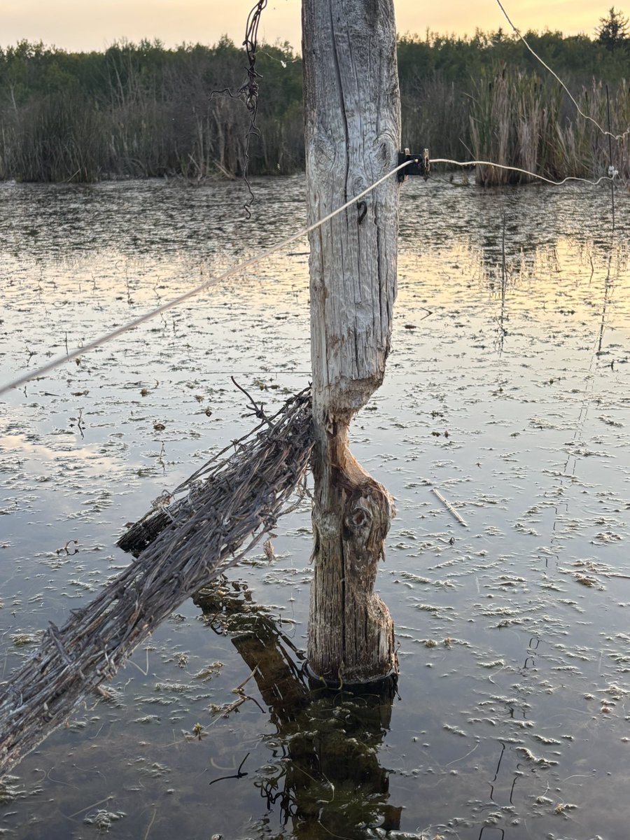 I found a way to get beavers to stop eating trees