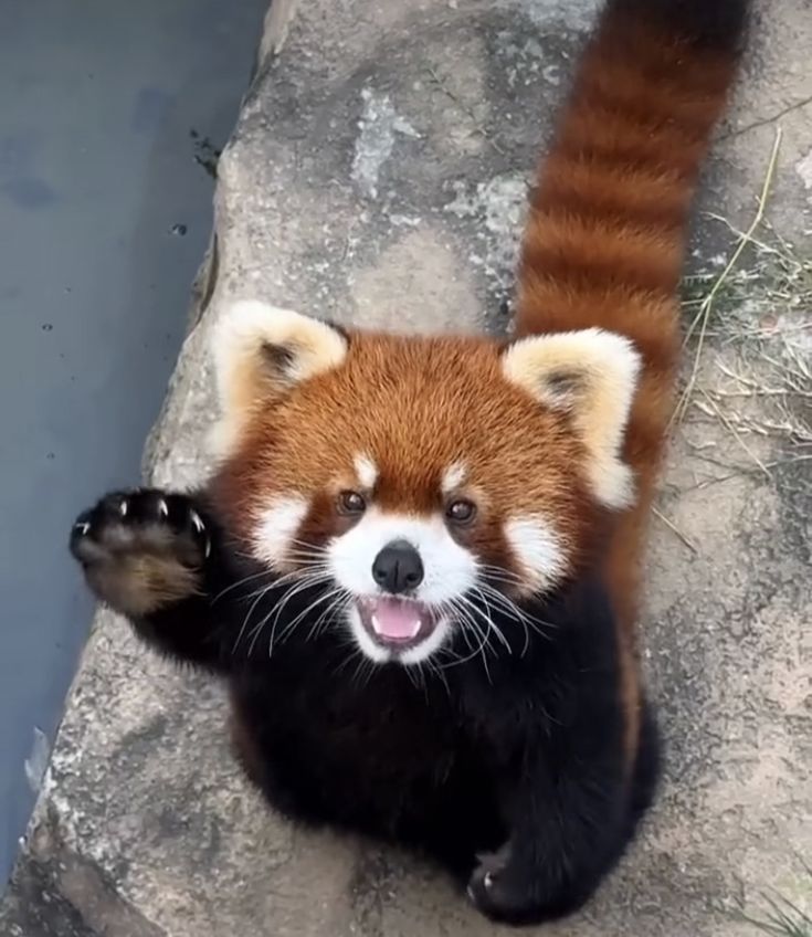 sammypuppyz's tweet image. 