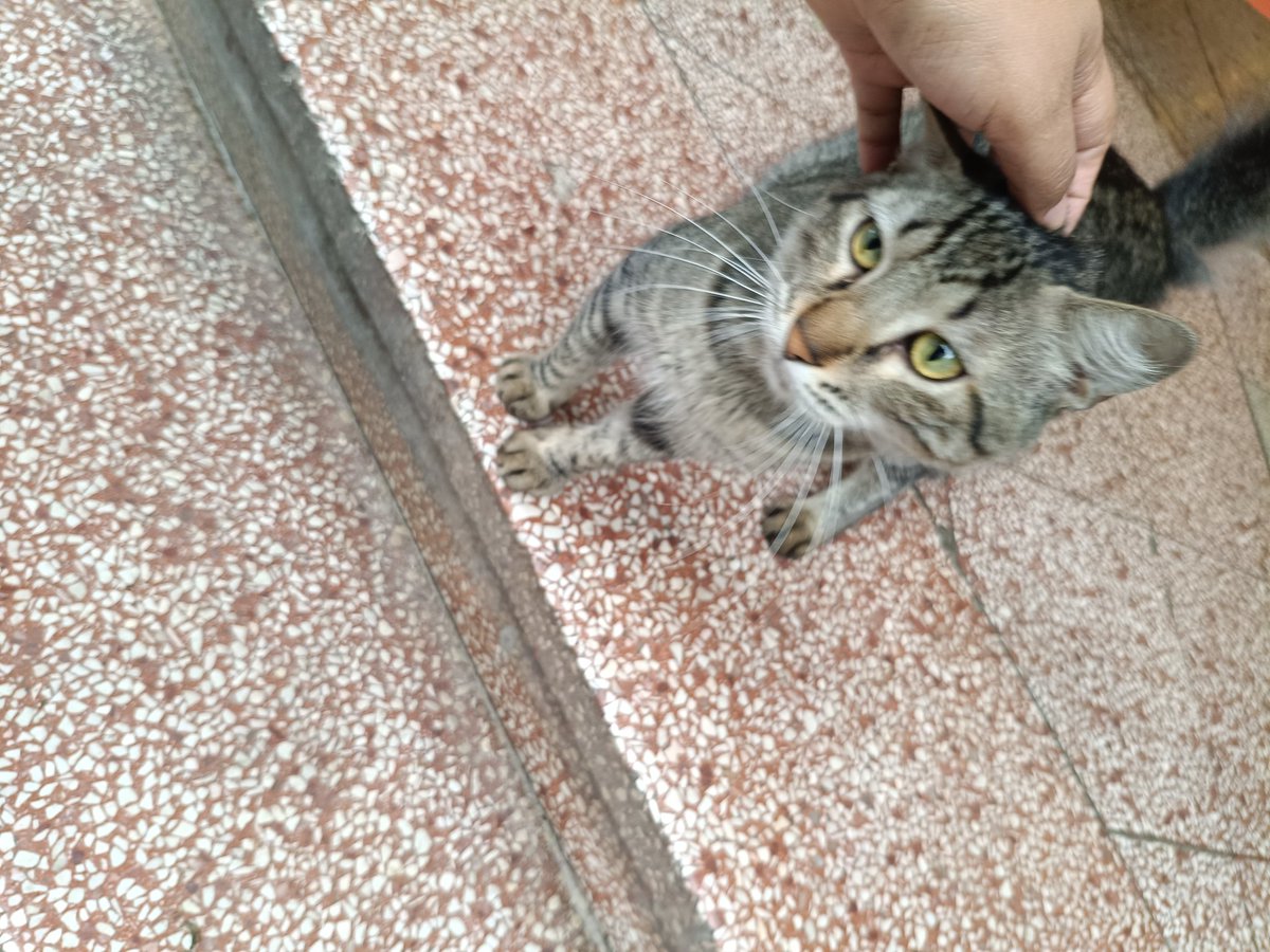 Hola, me ayudan a compartir? Este precioso suelo ver por La vienesa del centro, Alberdi y Oliva, es cariñoso, le gustaba mucho que le toque y le mime, no sé si tiene dueño pero anda por la calle y está sucio, es muy hermoso y bueno.
Adoptenle 🤍🙏🏾