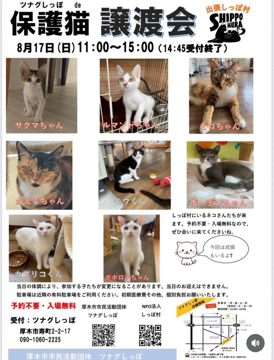 わんにゃん★ ⭐️わんちゃんねこちゃん新入舎⭐️ ロングコートチワワ×トイ