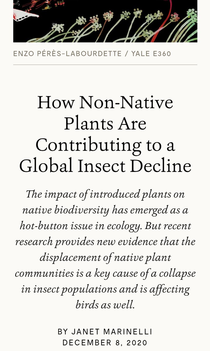 GotBeachGlass's tweet photo. @AbiluTangwa Since baby birds can ONLY be fed insects it could explain the demise of the bird population.
If you only put out feeders, you are only creating an ecological death trap.
#PlantNative
#PlantOaks https://t.co/1e5LPYFrsB