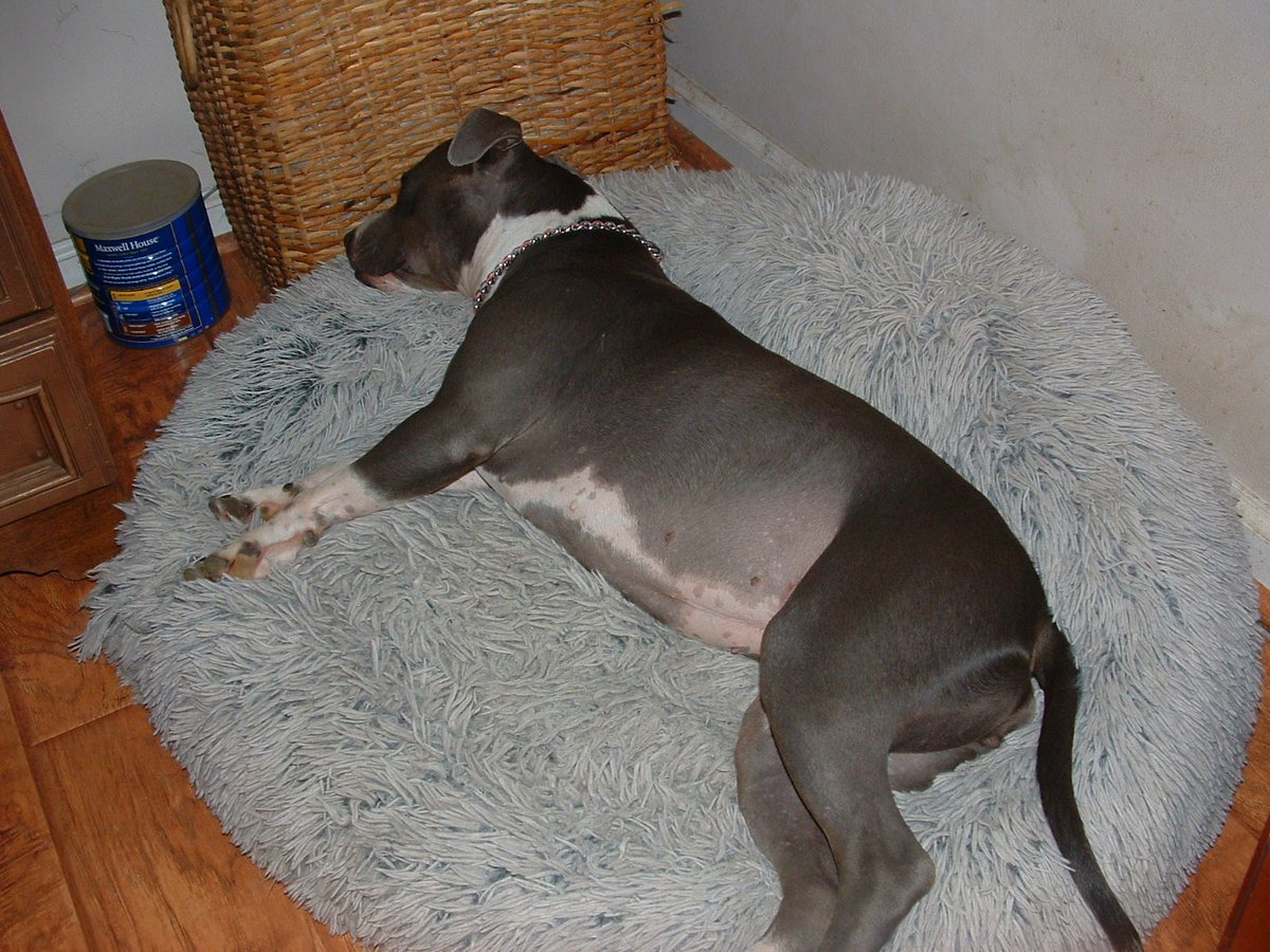 I was working in my office, home office, very quiet, turned to see what was up and Mindy was near the closet, Holly, BJ and Gypsy lined up and Raine in the bed behind me! lol
