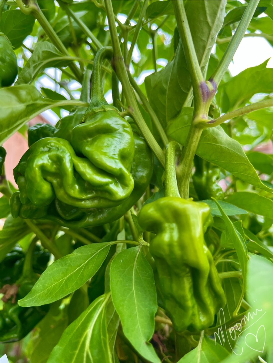 💚 
#seedlingreport