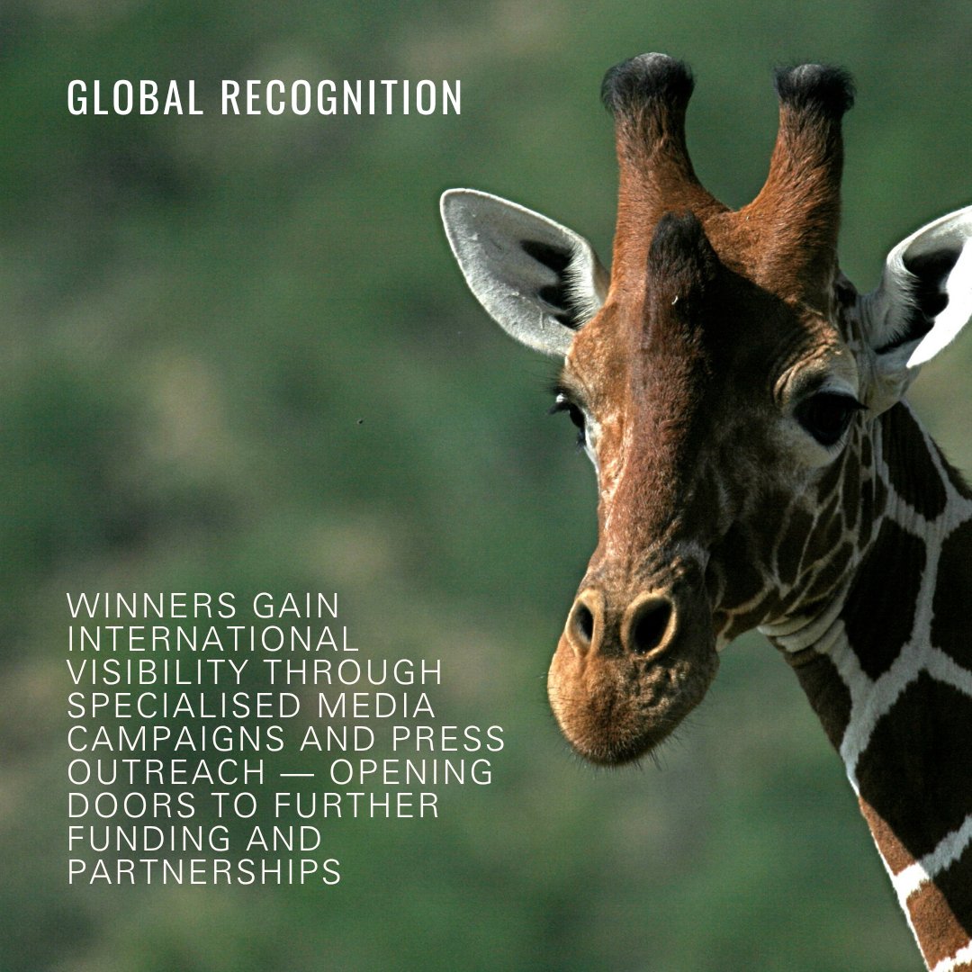 WhitleyAwards's tweet photo. 🌍 Applications are open for the 2026 Whitley Awards!

Our #WhitleyAwards celebrate &amp; fund grassroots conservation leaders protecting people, wildlife &amp; the planet — local action into global impact.

Apply before 31 October: https://t.co/fKeHLAKhF4

#ConservationFunding https://t.co/DLCYx6eiv8
