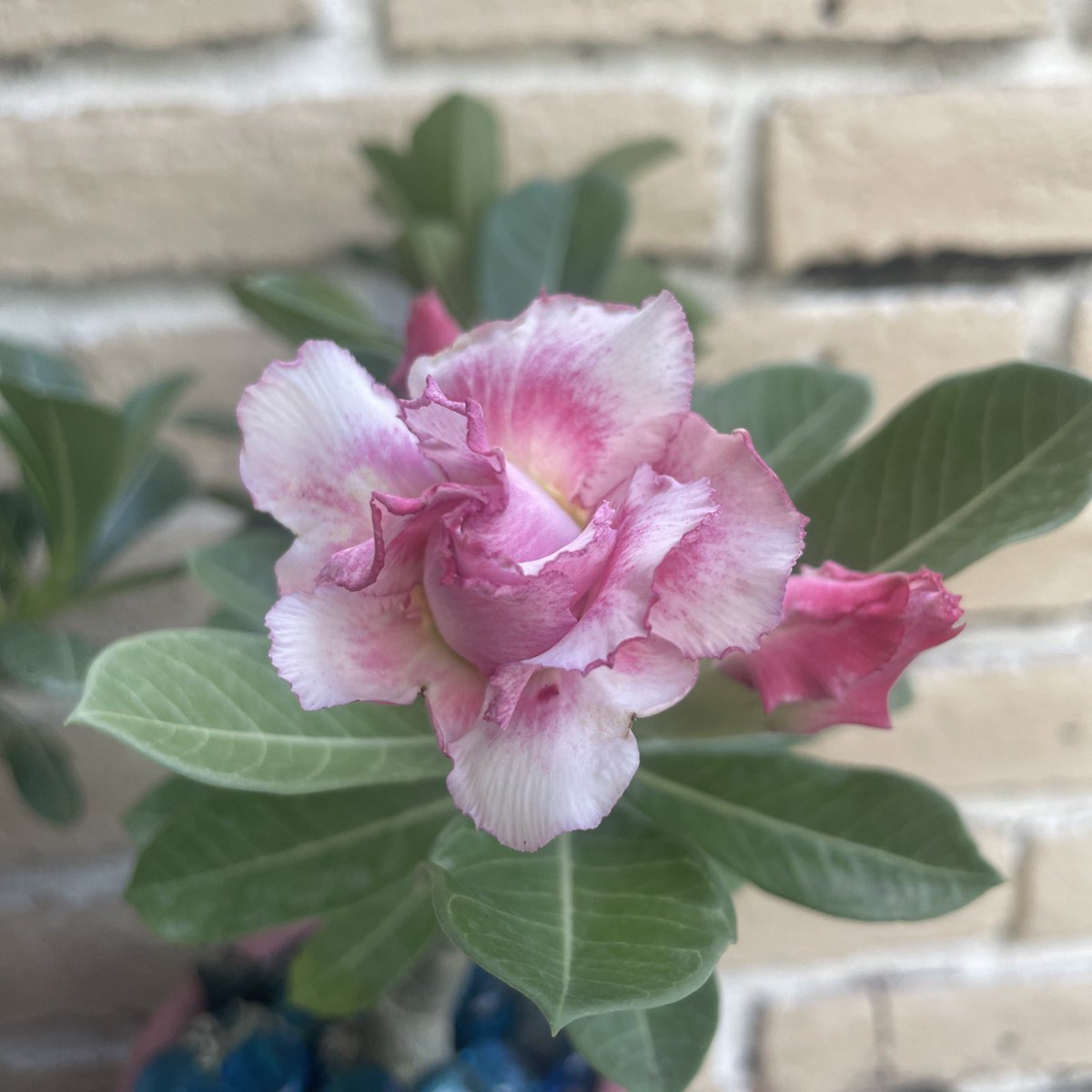 karreyx's tweet photo. My beautiful adenium #desertroses https://t.co/qFYAVHZM1u